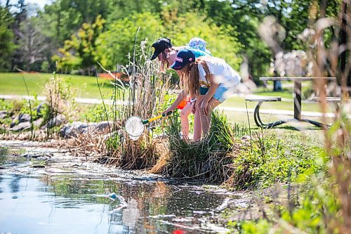 MIKAELA MACKENZIE / WINNIPEG FREE PRESS

Viana Brito (nine, front), Erin Kent (10, centre), and Dorothy Drewes (six, back) catch tadpoles at the duck pond at Assiniboine Park in Winnipeg on Wednesday, June 23, 2021. Standup.
Winnipeg Free Press 2021.