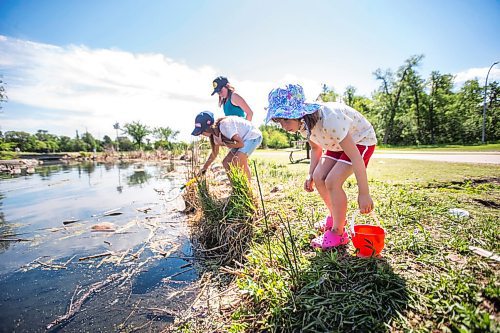 MIKAELA MACKENZIE / WINNIPEG FREE PRESS

Dorothy Drewes (six, front) looks for tadpoles with Viana Brito (nine, centre) and Erin Kent (10, back) at the duck pond at Assiniboine Park in Winnipeg on Wednesday, June 23, 2021. Standup.
Winnipeg Free Press 2021.