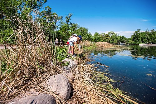 MIKAELA MACKENZIE / WINNIPEG FREE PRESS

Viana Brito (nine, front) and Dorothy Drewes (six) catch tadpoles at the duck pond at Assiniboine Park in Winnipeg on Wednesday, June 23, 2021. Standup.
Winnipeg Free Press 2021.