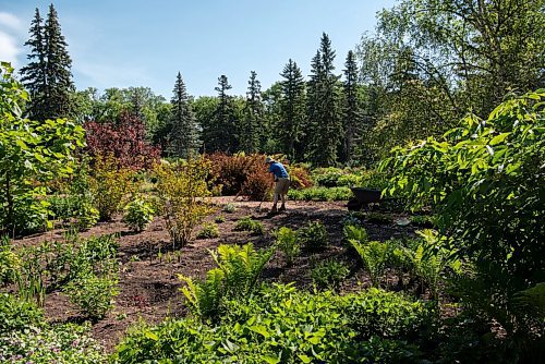 ALEX LUPUL / WINNIPEG FREE PRESS  

An employee works on the flower beds at the English Garden in Winnipeg on Wednesday, June 23, 2021.