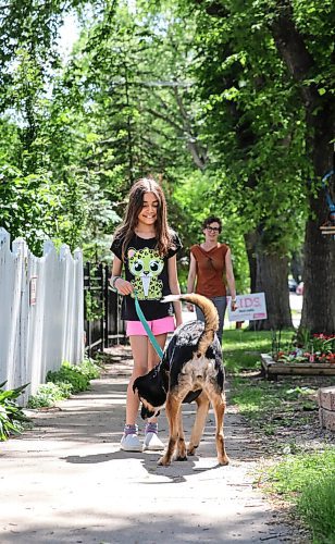 RUTH BONNEVILLE / WINNIPEG FREE PRESS

49.8 VIRUS THREE FAMILIES: following three families in 3 different types of schooling. 
 
Anna Milne-Karn (Grade 3), trains her dog Linden, with the help of moms, Luanne Karn  and Heather Milne, Thursday.  

Story: following three families  a homeschooling family, remote learning family and in-class instruction family  to document their learning curves during the pandemic. The last (fourth) edition will run July 3.

June 24,, 2021

