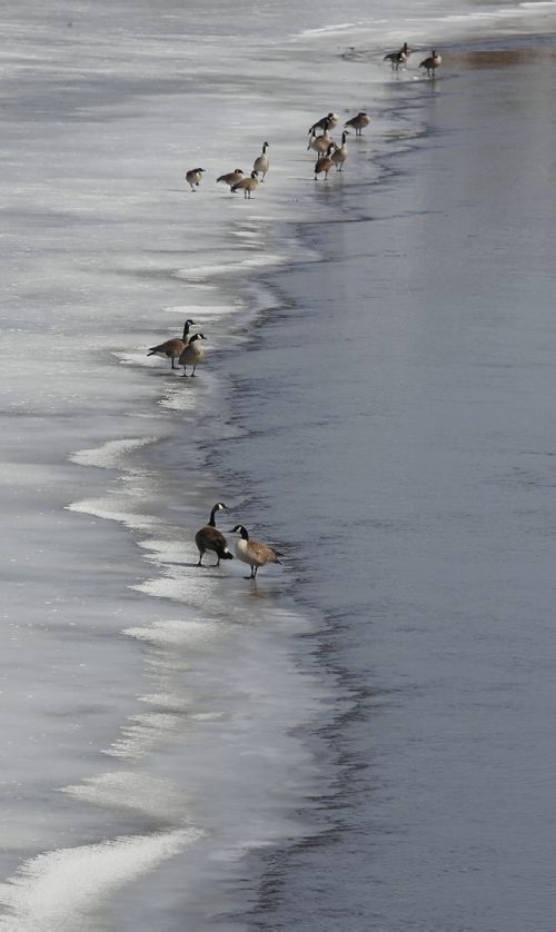 Brandon Sun ON THIN ICE--Canada geese line the edge of the ice on the Assiniboine River on the eastern edge of Brandon on Friday afternoon. (Bruce Bumstead/Brandon Sun)