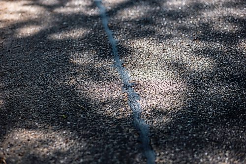 MIKAELA MACKENZIE / WINNIPEG FREE PRESS

The sun reflects off of streets sticky with aphid poop on Casey Street in Riverview on Monday, June 28, 2021. For --- story.
Winnipeg Free Press 2021.