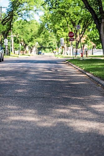 MIKAELA MACKENZIE / WINNIPEG FREE PRESS

The sun reflects off of streets sticky with aphid poop on Casey Street in Riverview on Monday, June 28, 2021. For --- story.
Winnipeg Free Press 2021.