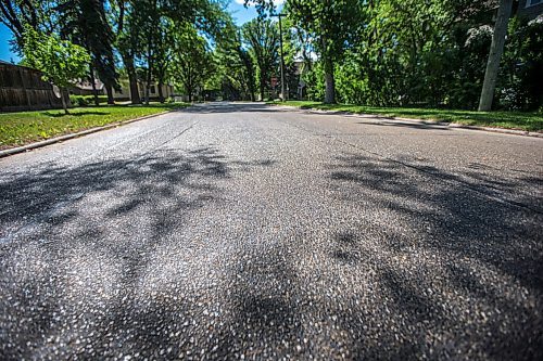 MIKAELA MACKENZIE / WINNIPEG FREE PRESS

The sun reflects off of streets sticky with aphid poop on Casey Street in Riverview on Monday, June 28, 2021. For --- story.
Winnipeg Free Press 2021.