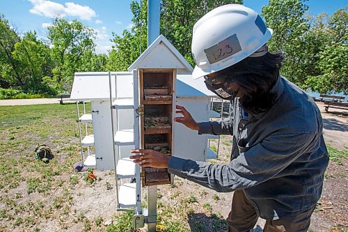 MIKE DEAL / WINNIPEG FREE PRESS
Christophe Turcotte-van de Rydt a Biological Science Masters student at the University of Manitoba collecting data from the Purple Martins bird houses located at FortWhyte Alive Monday morning.
The small black birds migrate between our northern climate in the summer and the winter in South America.
The various data that Christophe is collecting includes the number if eggs in each nest, the condition of the nest, number of leaves and their freshness as well as logging when hatchlings have arrived. Today was the first day that this particular series of nests had hatched eggs. Five very newly hatched purple martins along with a single unhatched egg were found in one of the nests.
210628 - Monday, June 28, 2021.