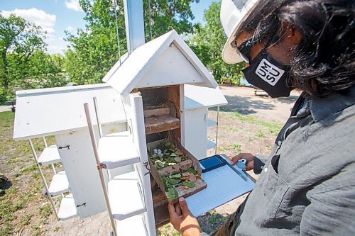 MIKE DEAL / WINNIPEG FREE PRESS
Christophe Turcotte-van de Rydt a Biological Science Masters student at the University of Manitoba collecting data from the Purple Martins bird houses located at FortWhyte Alive Monday morning.
The small black birds migrate between our northern climate in the summer and the winter in South America.
The various data that Christophe is collecting includes the number if eggs in each nest, the condition of the nest, number of leaves and their freshness as well as logging when hatchlings have arrived. Today was the first day that this particular series of nests had hatched eggs. Five very newly hatched purple martins along with a single unhatched egg were found in one of the nests.
210628 - Monday, June 28, 2021.