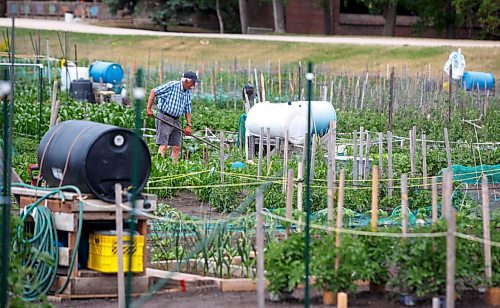 MIKE DEAL / WINNIPEG FREE PRESS
Despite the heat of the noon-day sun, Neil Taylor does a little watering in his plot at the South Winnipeg Garden Club a community garden on the grounds of the St. Amant Centre Wednesday.  
According to the club website the gardens were originally started by the Grey Nuns around 1931 as a way to provide fresh vegetables for the residents of St.Amant. 
At over 3.2 acres it claims to be the largest garden in Winnipeg.
210630 - Wednesday, June 30, 2021.