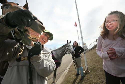 Brandon Sun Nadia Minkevich looks at Champagne W, a jumper horse from Calgary as he feeds on some grass outside the entrance to the Keystone Centre, Monday afternoon. Nadia and her family came from Winnipeg to take in the Royal Manitoba Winter Fair. (Colin Corneau/Brandon Sun)