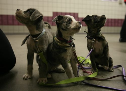 Brandon Sun Nine-week-old Camo, right, stopped to pose for  the camera as she and her sibblings, Goblin and Tatoo, left, makes their way back to the Super Dogs show area at the Royal Manitoba Winter Fair on Wednesday afternoon. (Bruce Bumstead/Brandon Sun)