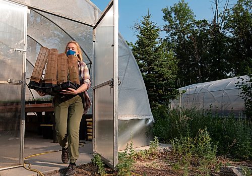 ALEX LUPUL / WINNIPEG FREE PRESS  

Conservation Assistant Kirstyn Eckhardt carries out several chrysalises of a Poweshiek Skipperling butterfly, housed in mesh enclosures, at the Assiniboine Zoo in Winnipeg on Friday, July 2, 2021. The conservation team has been working to grow the population of the butterfly, while trying to understand why its numbers has taken a tailspin toward extinction.

Reporter: Ben Waldman
