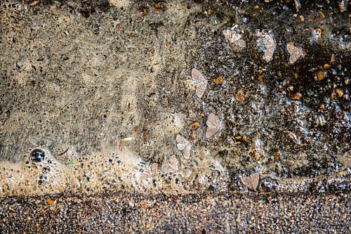 MIKAELA MACKENZIE / WINNIPEG FREE PRESS

Sticky aphid sap pools under a particularly affected tree at The Forks in Winnipeg on Monday, July 5, 2021. Standup.
Winnipeg Free Press 2021.