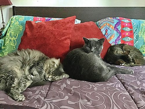 Canstar Community News Janine LeGals cats - Pandora, Jupiter and Annabelle - help her remember the importance of living in the moment.