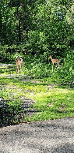 Canstar Community News The Wildwood community employs various strategies to maintain and bring back habitat indigenous to the area.