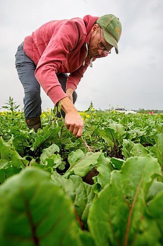 MIKE DEAL / WINNIPEG FREE PRESS
Wild Earth Farms, Jeff Veenstra, pulls some weeds in the beet field on his farm Monday morning.
Staying on top of weeding the various fields is a tough job at Wild Earth Farms, which is on Garven Road close the intersection of hwy 206 near Oakbank.
See Ben Sigurdson farm-to-table feature story
210706 - Tuesday, July 06, 2021.