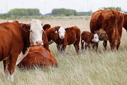 JOHN WOODS / WINNIPEG FREE PRESS
Tom Johnson, a cattle farmer near Oak Point north of Winnipeg, is experiencing poor water conditions and his cattle are having a hard time finding good pasture Tuesday, July 6, 2021. Johnson and other farmers north of Winnipeg are experiencing draught conditions.

Reporter: Pindera