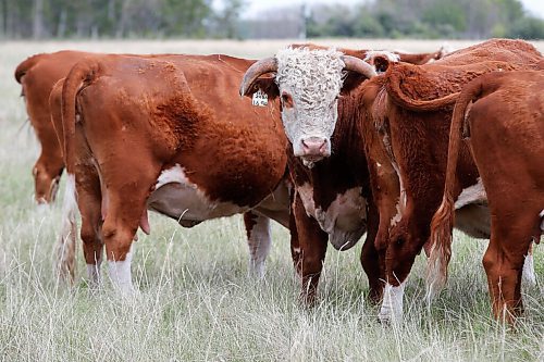 JOHN WOODS / WINNIPEG FREE PRESS
Tom Johnson, a cattle farmer near Oak Point north of Winnipeg, is experiencing poor water conditions and his cattle are having a hard time finding good pasture Tuesday, July 6, 2021. Johnson and other farmers north of Winnipeg are experiencing draught conditions.

Reporter: Pindera