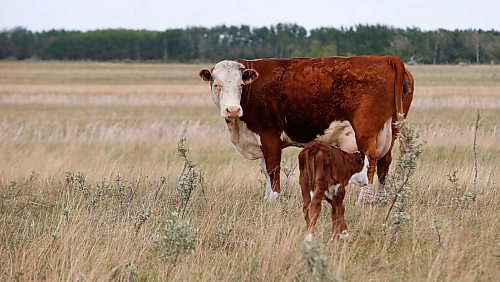 JOHN WOODS / WINNIPEG FREE PRESS
Tom Johnson, a cattle farmer near Oak Point north of Winnipeg, is experiencing poor water conditions and his cattle are having a hard time finding good pasture Tuesday, July 6, 2021. Johnson and other farmers north of Winnipeg are experiencing draught conditions.

Reporter: Pindera