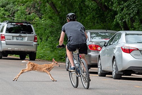 ALEX LUPUL / WINNIPEG FREE PRESS  

A bicyclist nearly collides with a fawn crossing the road at Assiniboine Park on Thursday, July 8, 2021.