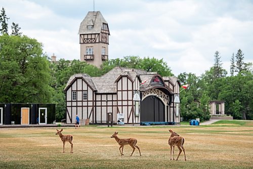 ALEX LUPUL / WINNIPEG FREE PRESS  

Three fawns walk around Assiniboine Park on Thursday, July 8, 2021.