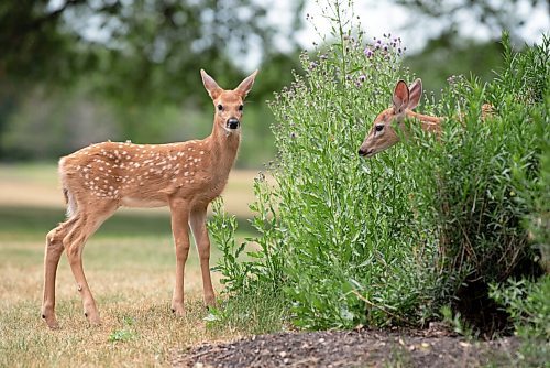 ALEX LUPUL / WINNIPEG FREE PRESS  

Three fawns (third out of frame) walk around Assiniboine Park on Thursday, July 8, 2021.