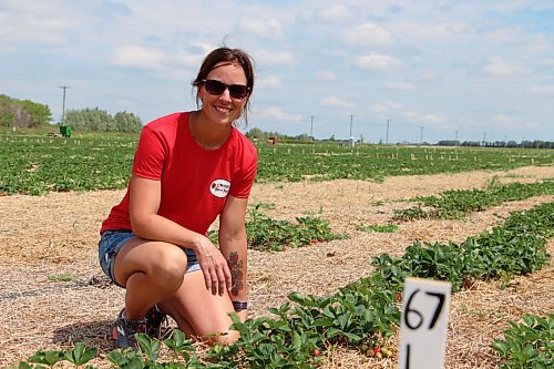 Canstar Community News Angie Cormier sits by row of strawberries at Cormier's Berry Patch on July 5. (GABRIELLE PICHÉ/CANSTAR COMMUNITY NEWS/HEADLINER)