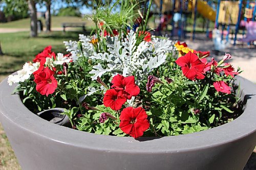 Canstar Community News Organizations participating in Portage la Prairie's Communities in Bloom contest are encouraged to plant Manitoba 150 colours  red, blue, yellow and white. (GABRIELLE PICHÉ/CANSTAR COMMUNITY NEWS/HEADLINER)