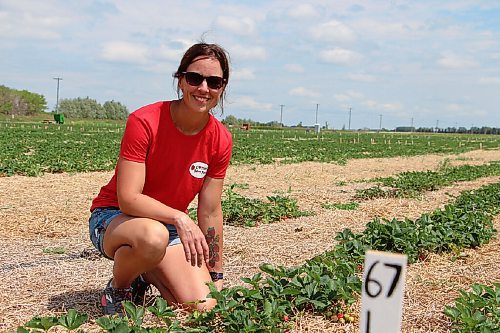Canstar Community News Angie Cormier sits by a row of strawberries at Cormier's Berry Patch on July 5. (GABRIELLE PICHÉ/CANSTAR COMMUNITY NEWS/HEADLINER)