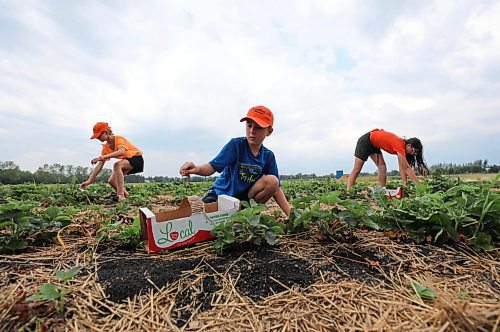 RUTH BONNEVILLE / WINNIPEG FREE PRESS

Local - Boonstra Farms small berries

Strawberry crops are smaller and less dense due to the late frost on lack of moisture in the soil and rain this growing season.  

Max (Centre, 7yrs), Emma (left,10yrs) and Izzy Boonstra (14yrs), pick berries on their family farm Monday.


July 12, 2021