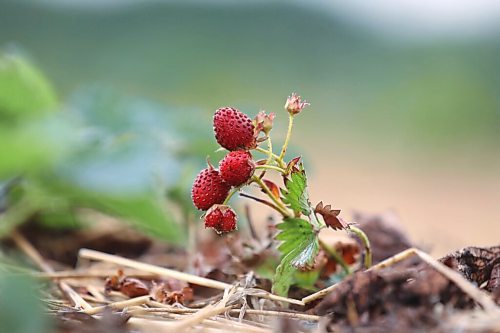 RUTH BONNEVILLE / WINNIPEG FREE PRESS

Local - Boonstra Farms small berries

Strawberry crops are smaller and less dense due to the late frost on lack of moisture in the soil and rain this growing season.  


July 12, 2021