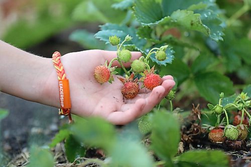 RUTH BONNEVILLE / WINNIPEG FREE PRESS

Local - Boonstra Farms small berries

Strawberry crops are smaller and less dense due to the late frost on lack of moisture in the soil and rain this growing season.  


July 12, 2021