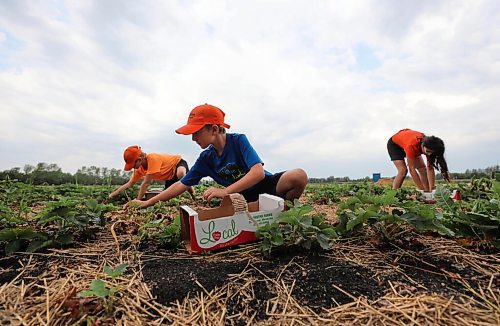 RUTH BONNEVILLE / WINNIPEG FREE PRESS

Local - Boonstra Farms small berries

Strawberry crops are smaller and less dense due to the late frost on lack of moisture in the soil and rain this growing season.  

Max (Centre, 7yrs), Emma (left,10yrs) and Izzy Boonstra (14yrs), pick berries on their family farm Monday.


July 12, 2021