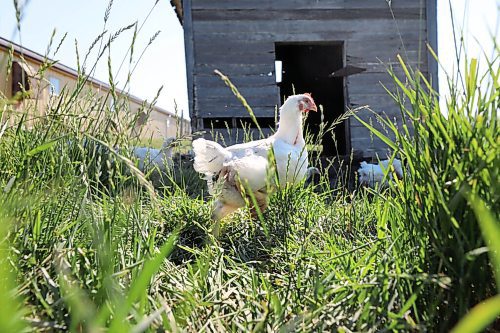 RUTH BONNEVILLE / WINNIPEG FREE PRESS

Local - Chicken farm visit 

Subject: Second visit to check out the chickens as they hang out on pasture at Zinn Farms for our fall supper feature. 


Eva Wasney story.


July 8, 2021