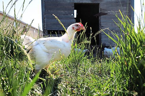 RUTH BONNEVILLE / WINNIPEG FREE PRESS

Local - Chicken farm visit 

Subject: Second visit to check out the chickens as they hang out on pasture at Zinn Farms for our fall supper feature. 


Eva Wasney story.


July 8, 2021