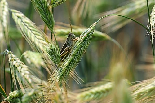 MIKE DEAL / WINNIPEG FREE PRESS
A grasshopper sits in a field of wheat in the heat of mid-day as Manitoba suffers through a drought.
210716 - Friday, July 16, 2021.