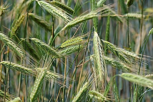 MIKE DEAL / WINNIPEG FREE PRESS
A field of wheat droops in the heat of mid-day as Manitoba suffers through a drought.
210716 - Friday, July 16, 2021.