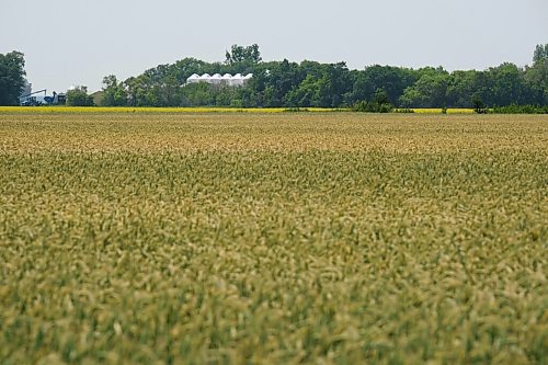 MIKE DEAL / WINNIPEG FREE PRESS
A field of wheat droops in the heat of mid-day as Manitoba suffers through a drought.
210716 - Friday, July 16, 2021.