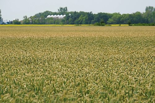 MIKE DEAL / WINNIPEG FREE PRESS
A field of wheat droops in the heat of mid-day as Manitoba suffers through a drought.
210716 - Friday, July 16, 2021.