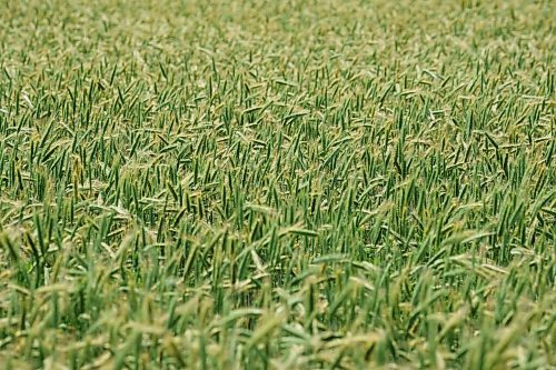 MIKE DEAL / WINNIPEG FREE PRESS
A field of wheat droops in the heat of mid-day as Manitoba suffers through a drought.
210716 - Friday, July 16, 2021.