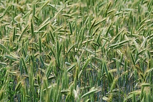 MIKE DEAL / WINNIPEG FREE PRESS
A field of wheat droops in the heat of mid-day as Manitoba suffers through a drought.
210716 - Friday, July 16, 2021.