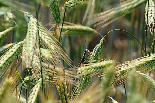 MIKE DEAL / WINNIPEG FREE PRESS
A grasshopper sits in a field of wheat in the heat of mid-day as Manitoba suffers through a drought.
210716 - Friday, July 16, 2021.