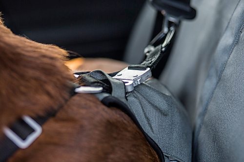 MIKAELA MACKENZIE / WINNIPEG FREE PRESS

Nala demonstrates the Optimus Gear Co. dog restraint system, with custom-created aluminium buckles, in Winnipeg on Friday, July 16, 2021. For Dave Sanderson story.
Winnipeg Free Press 2021.