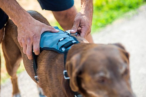 MIKAELA MACKENZIE / WINNIPEG FREE PRESS

Gordon Templeton puts the Optimus Gear Co. harness onto his dog, Nala, in Winnipeg on Friday, July 16, 2021. For Dave Sanderson story.
Winnipeg Free Press 2021.