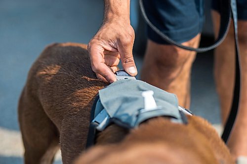 MIKAELA MACKENZIE / WINNIPEG FREE PRESS

Gordon Templeton attaches a leash to the Optimus Gear Co. harness on his dog, Nala, in Winnipeg on Friday, July 16, 2021. For Dave Sanderson story.
Winnipeg Free Press 2021.