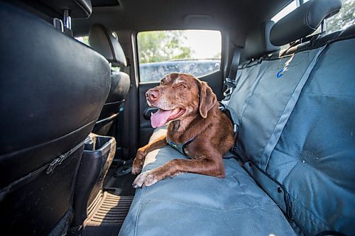 MIKAELA MACKENZIE / WINNIPEG FREE PRESS

Nala demonstrates the Optimus Gear Co. dog restraint system (and seat protectors) in Winnipeg on Friday, July 16, 2021. For Dave Sanderson story.
Winnipeg Free Press 2021.