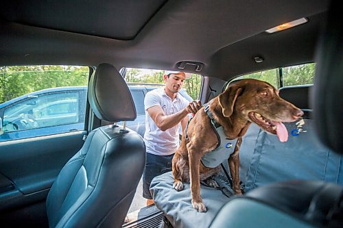 MIKAELA MACKENZIE / WINNIPEG FREE PRESS

Gordon Templeton and his dog, Nala, demonstrate the dog restraint and leash system that Templeton created in Winnipeg on Friday, July 16, 2021. For Dave Sanderson story.
Winnipeg Free Press 2021.