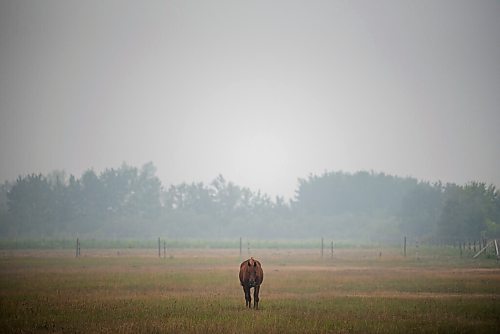 ALEX LUPUL / WINNIPEG FREE PRESS  

A horse can be seen within the haze of smoke created by wildfires burning elsewhere in the province on Monday, July 19, 2021.