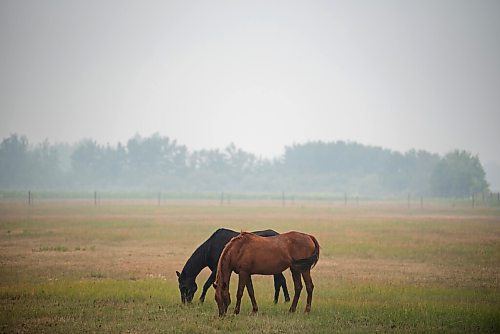 ALEX LUPUL / WINNIPEG FREE PRESS  

Horses can be seen within the haze of smoke created by wildfires burning elsewhere in the province on Monday, July 19, 2021.
