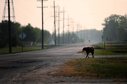 JOHN WOODS / WINNIPEG FREE PRESS
Dupont St in Powerview, Monday, July 19, 2021. 

Reporter: Thorpe