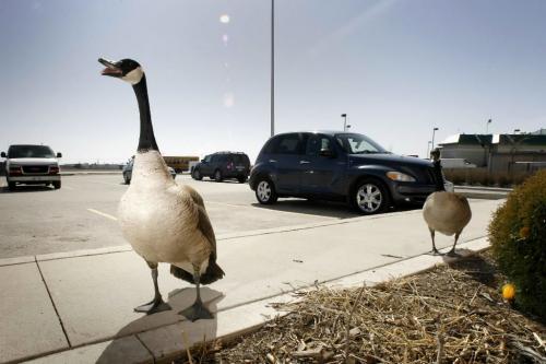 MIKE.DEAL@FREEPRESS.MB.CA 100408 - Thursday, April 8th, 2010 Jonghurn Chung owner of Asoyama Sushi Restaurant on Kenaston gestures to an the defensive geese who have built a nest and laid some eggs outside his restaurant. MIKE DEAL / WINNIPEG FREE PRESS